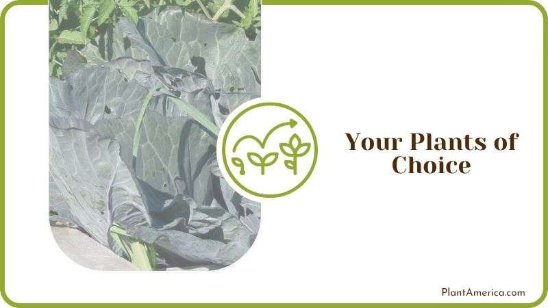 Your Plants of Choice Plant America