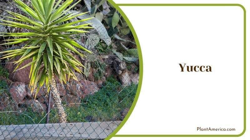 Yucca Plant America