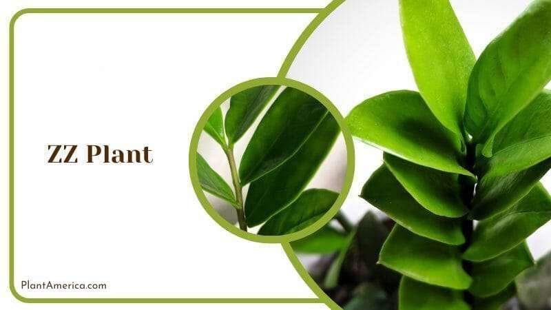 ZZ Lily Plant Plant America