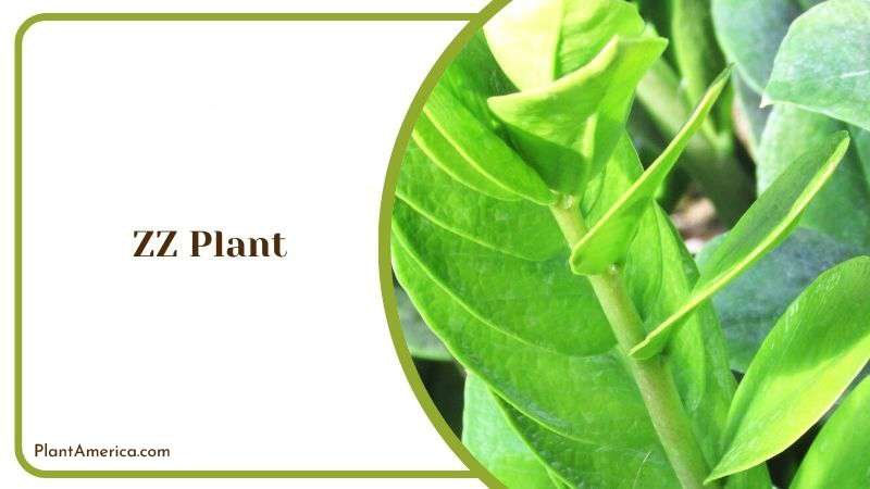 ZZ Plant Plant America
