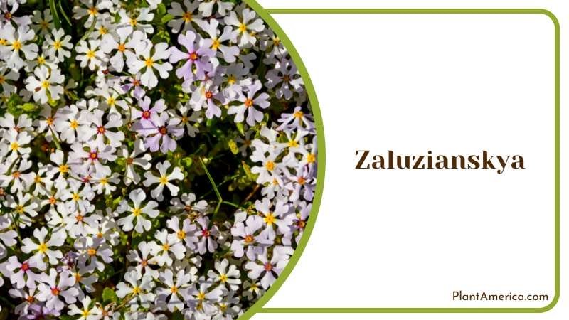 Zaluzianskya Specific Needs Plant America Zaluzianskya Specific Needs Plant America