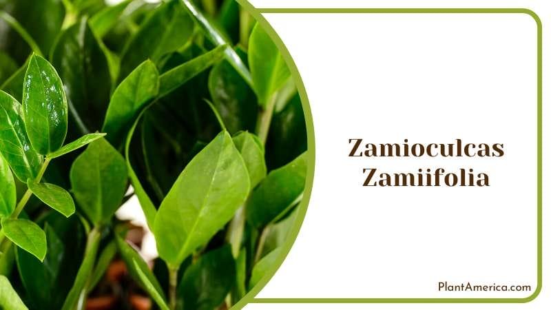 Zamioculcas Zamiifolia Growing Season Plant America Zamioculcas Zamiifolia Growing Season Plant America