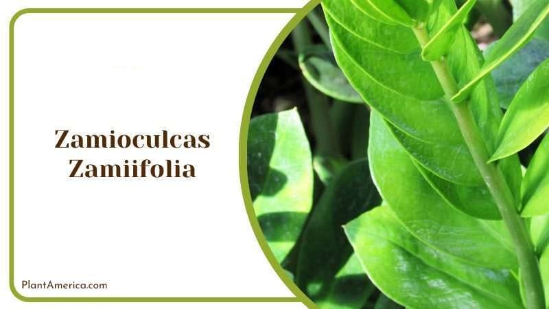 Zamioculcas Zamiifolia PlantAmerica