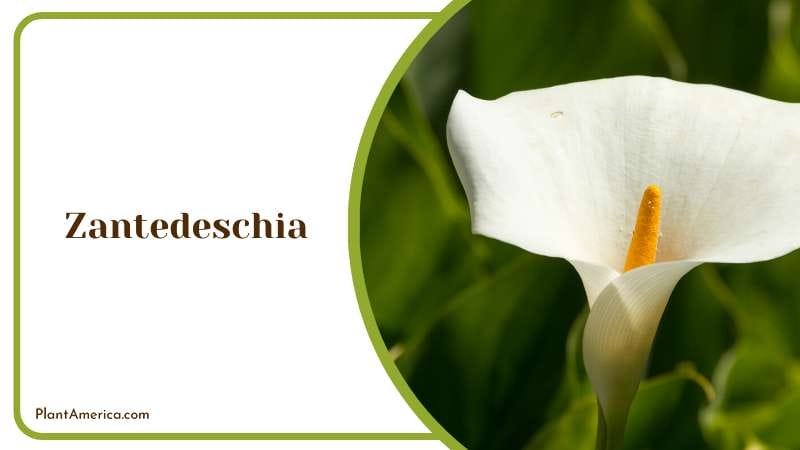 Zantedeschia has brightly colored flowers Plant America Zantedeschia has brightly colored flowers Plant America