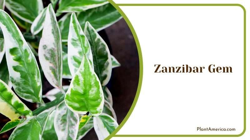 Zanzibar Gem Plants in a Flower Pot Plant America Zanzibar Gem Plants in a Flower Pot Plant America