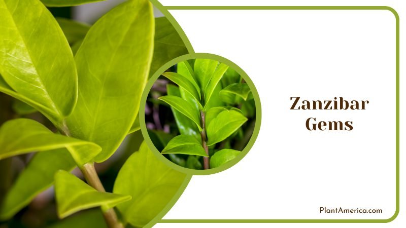 Zanzibar Gems Plants in House Plant America