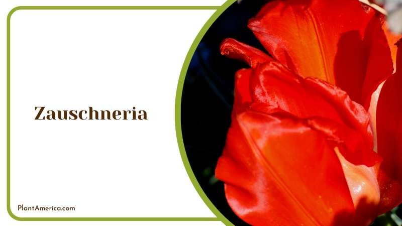 Zauschneria attract hummingbirds Plant America Zauschneria attract hummingbirds Plant America