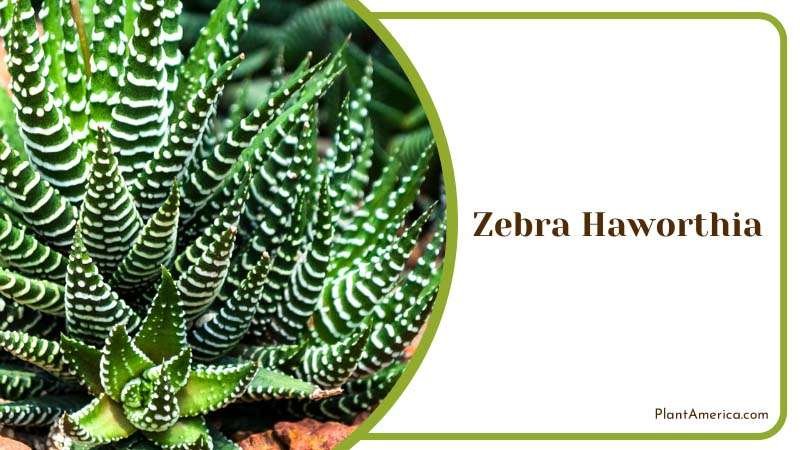 Zebra Haworthia Closeup Shot Plant America Zebra Haworthia Closeup Shot Plant America