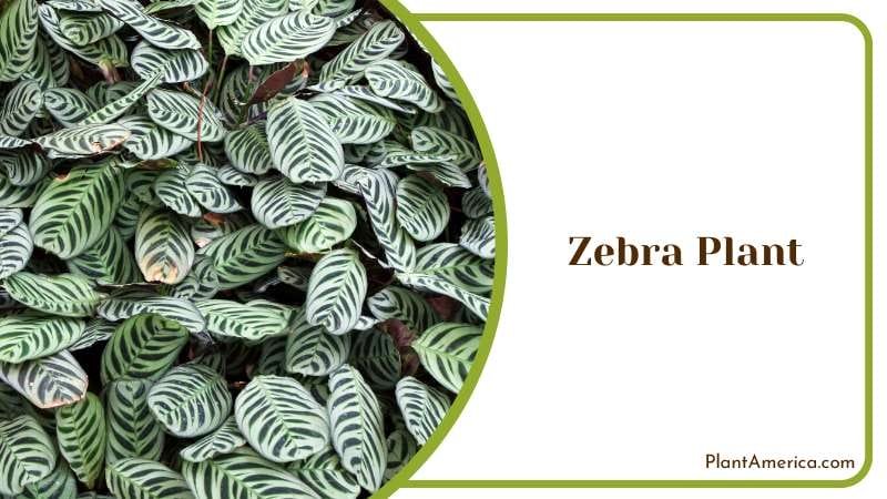 Zebra Plant need high maintenance Plant America Zebra Plant need high maintenance Plant America