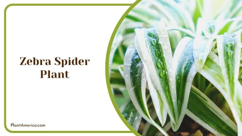 Zebra Spider Plant PlantAmerica