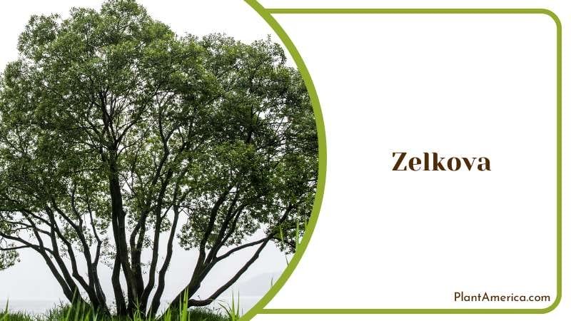 Zelkova frost free tree Plant America Zelkova frost free tree Plant America