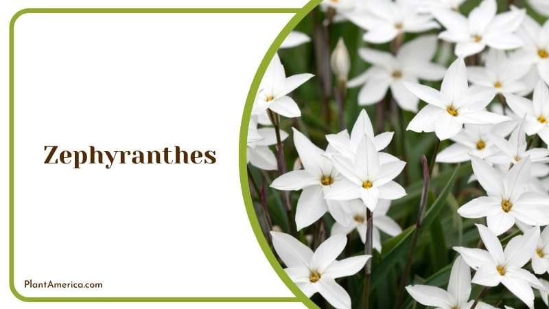 Zephyranthes ornamental plant Plant America Zephyranthes ornamental plant Plant America
