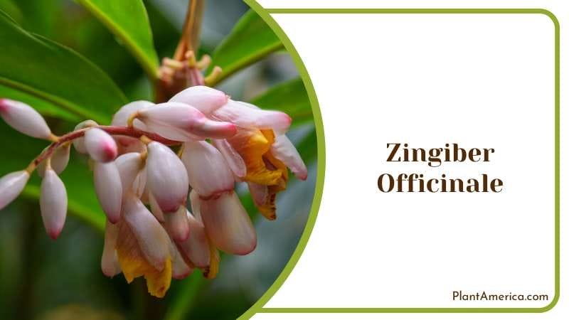 Zingiber Officinale known as Ginger Plant America Zingiber Officinale known as Ginger Plant America