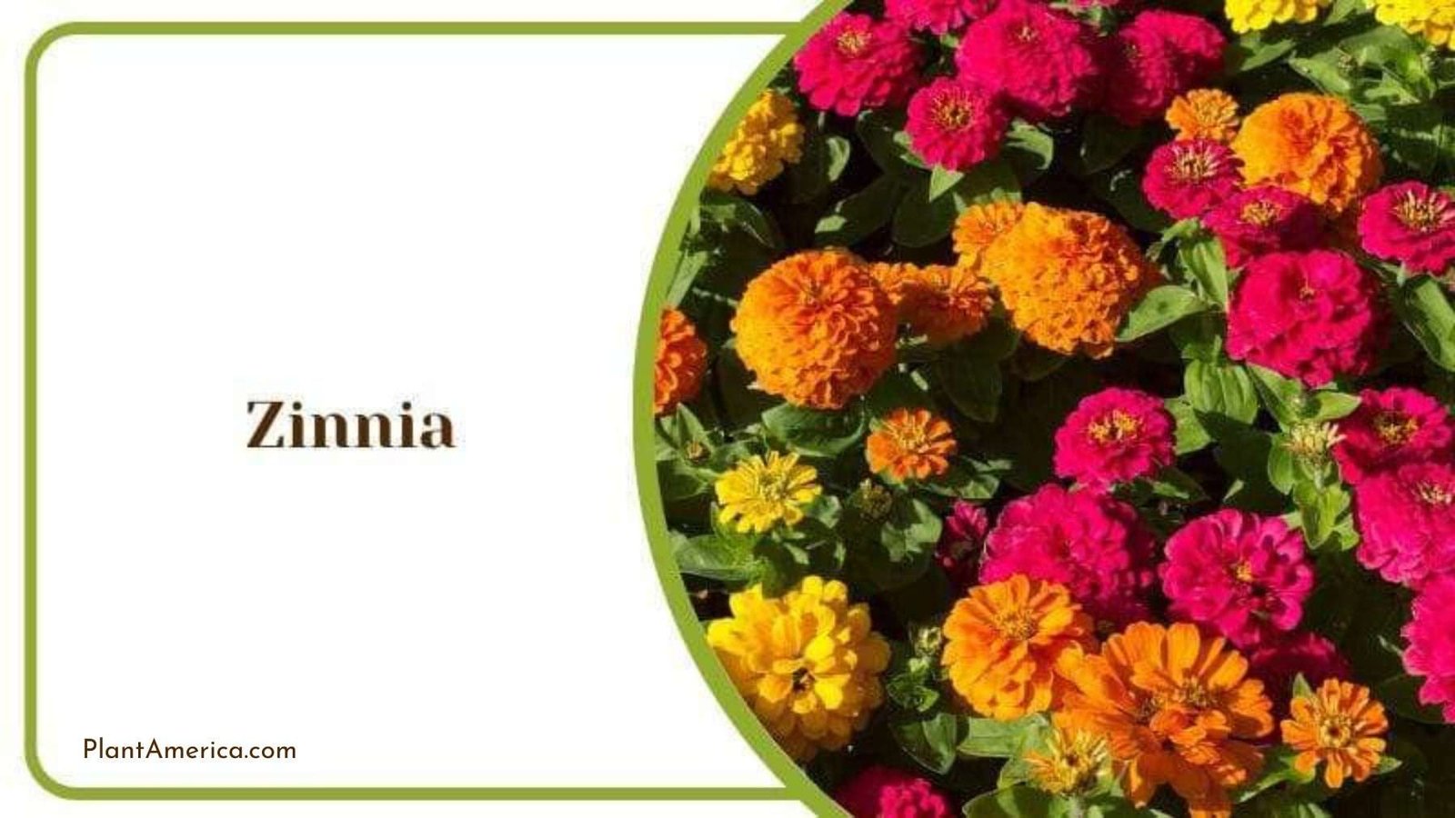 Zinnia Collection of Flowers Plant America