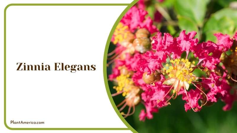 Zinnia Elegans popular flower plant Plant America Zinnia Elegans popular flower plant Plant America