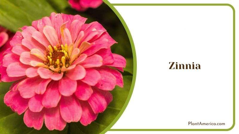Zinnia Plant America