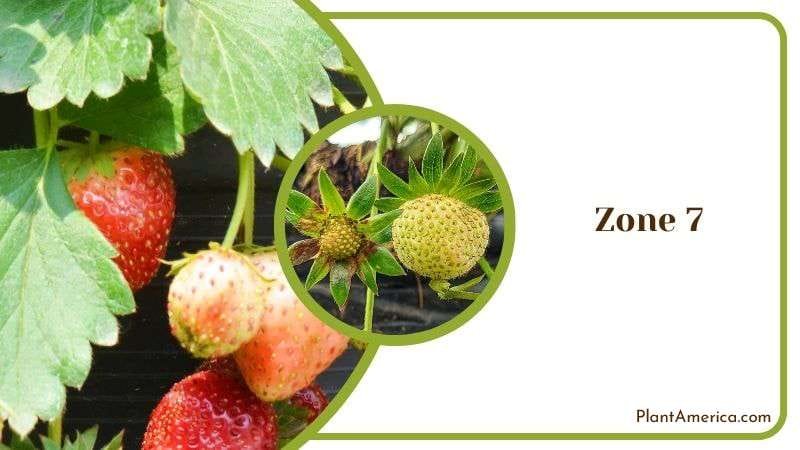 Zone 7 for Strawberries Transplanting Plant America Zone 7 for Strawberries Transplanting Plant America