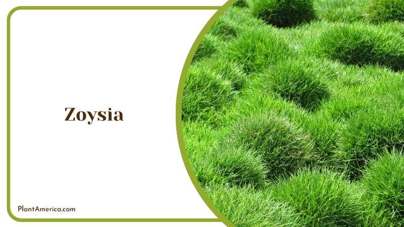 Zoysia known as Korean grass Plant America Zoysia known as Korean grass Plant America