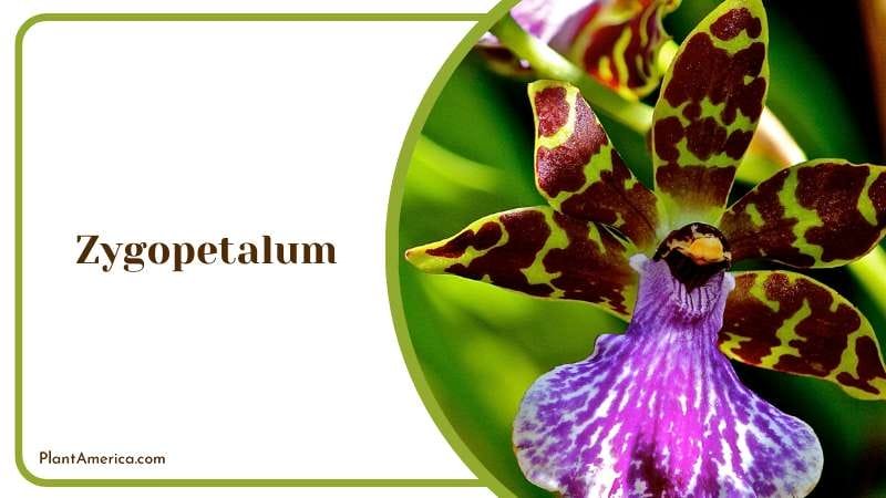Zygopetalum tropical orchid Plant America Zygopetalum tropical orchid Plant America