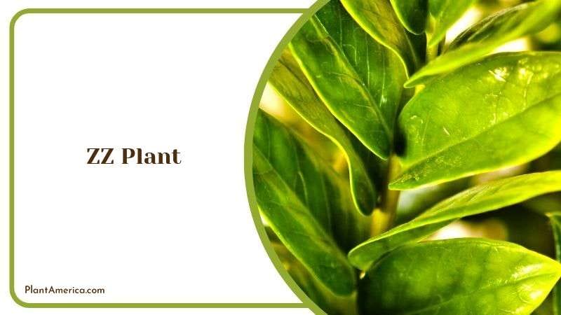 Zz Plant House Plant Plant America 1 Zz Plant House Plant Plant America 1