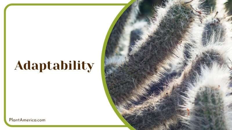 adapted to living in extreme conditions Plant America