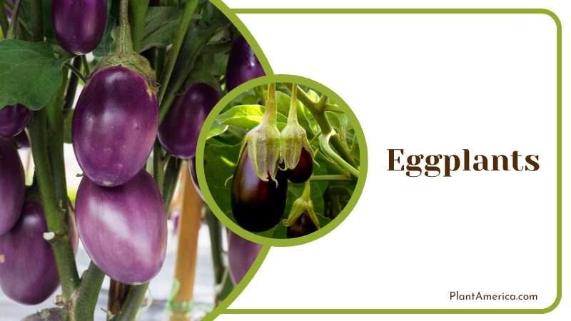 avoid planting blueberries close to Eggplants Plant America