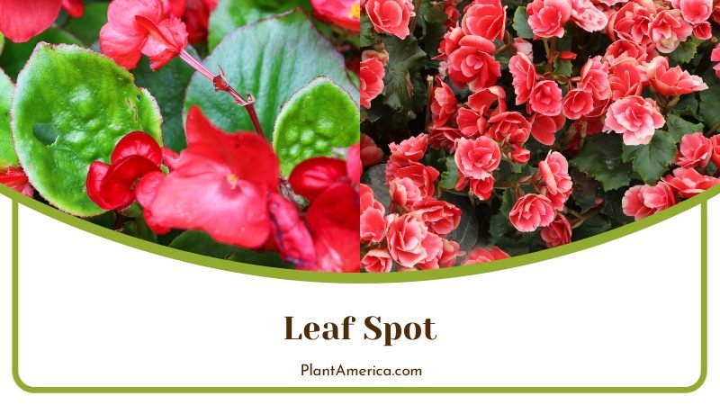 bacterial leaf spot disease ~ PlantAmerica bacterial leaf spot disease ~ PlantAmerica