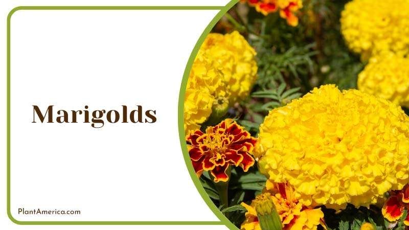 beautiful bedding Marigolds flowers PlantAmerica