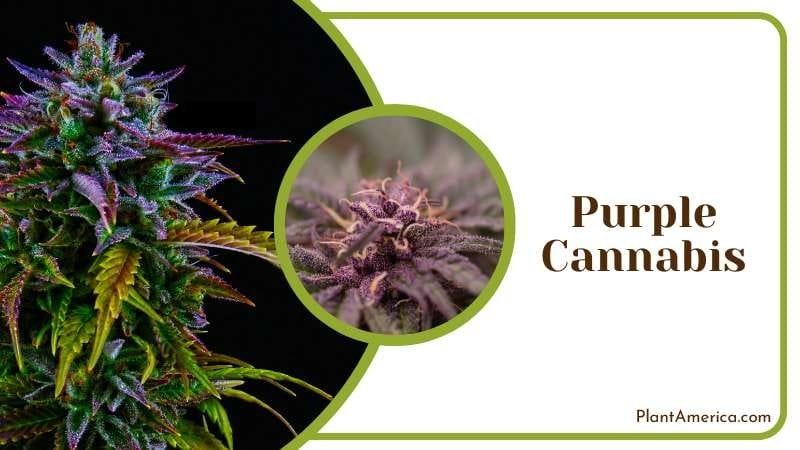 cannabis strains with purple stems Plant America cannabis strains with purple stems Plant America