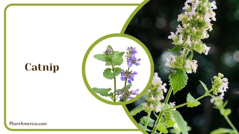 catnip can harm animals Plant America