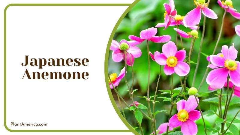 coarse leaves of the Japanese anemone PlantAmerica