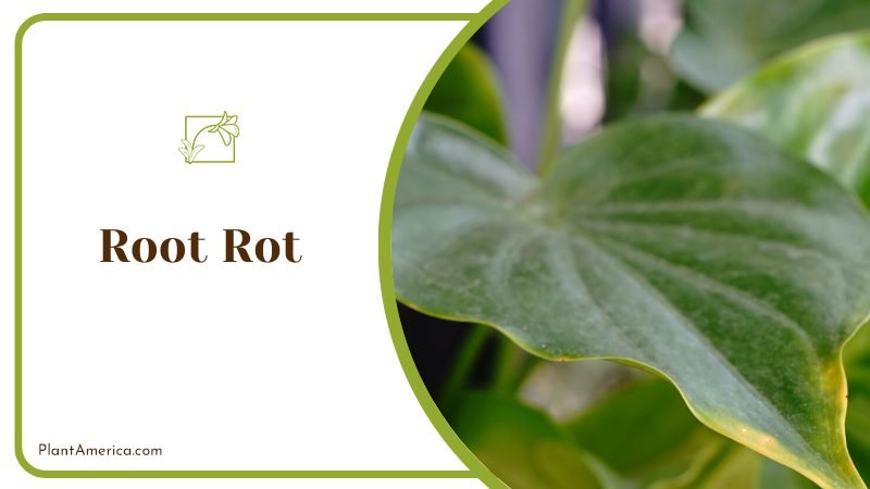 common fungal infection ~ PlantAmerica