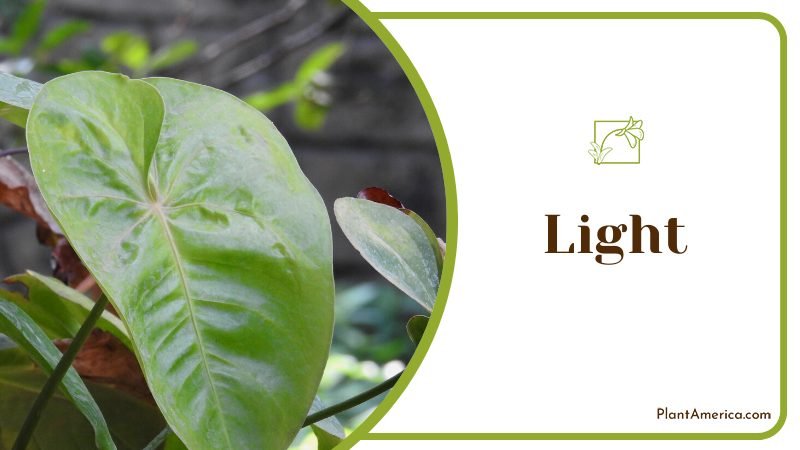 complicate the watering schedule of orchids ~ PlantAmerica