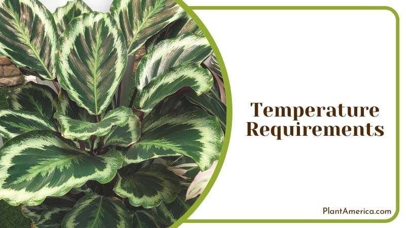 consider the temperature requirement for growth ~ PlantAmerica consider the temperature requirement for growth ~ PlantAmerica