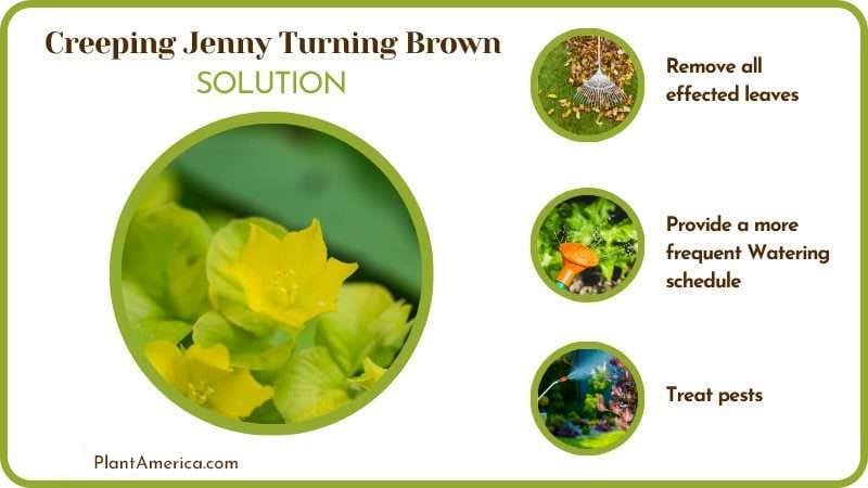 creeping jenny PlantAmerica