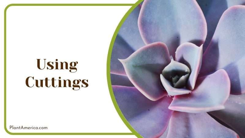 cut the leaf off Echeveria Cante Plant America