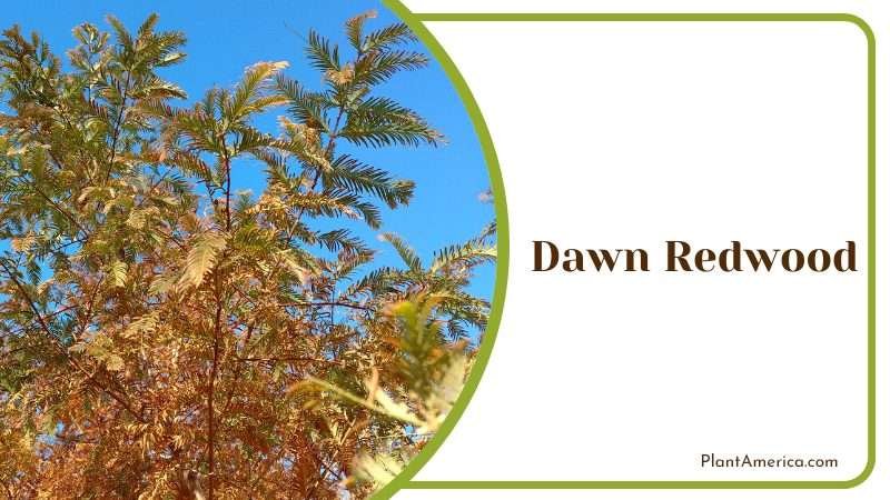 dawn redwood is a type of deciduous conifer PlantAmerica