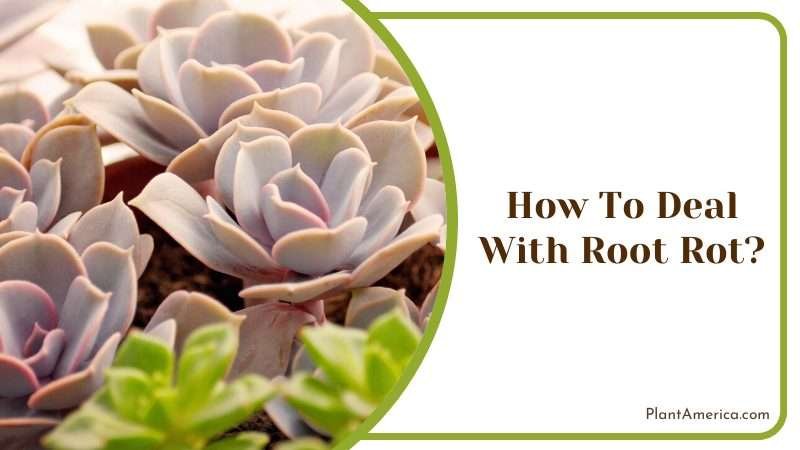 deal with fungal rot heads on Plant America