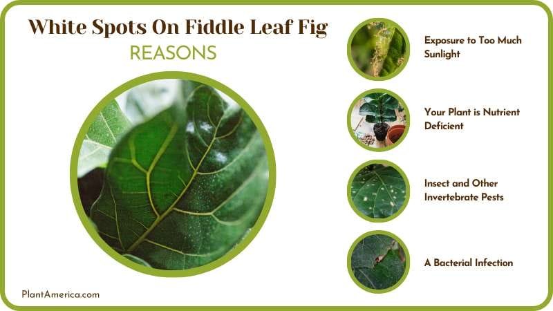 dealing with White Spots On Fiddle Leaf Fig Plant America 1 dealing with White Spots On Fiddle Leaf Fig Plant America 1