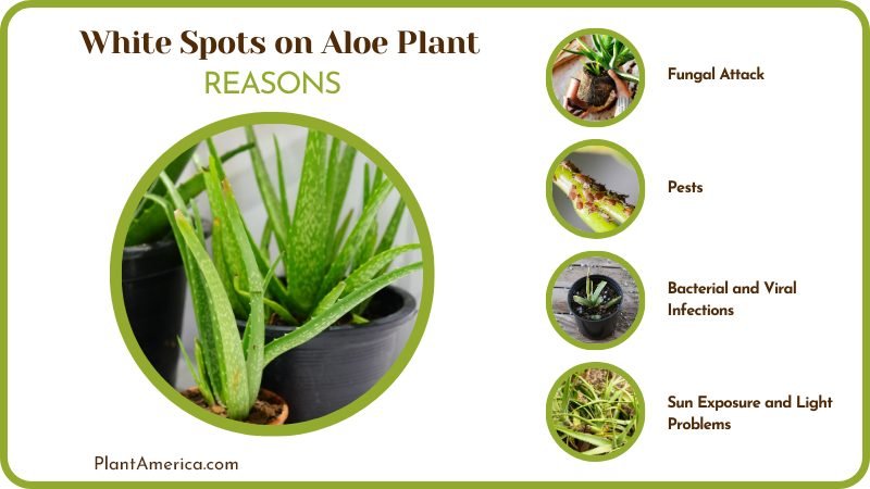 dealing with White Spots on Aloe Plant Plant America dealing with White Spots on Aloe Plant Plant America