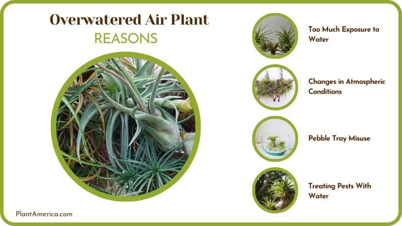 dealing with an Overwatered Air Plant Plant America