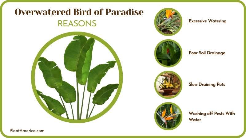 dealing with an Overwatered Bird of Paradise Plant America dealing with an Overwatered Bird of Paradise Plant America