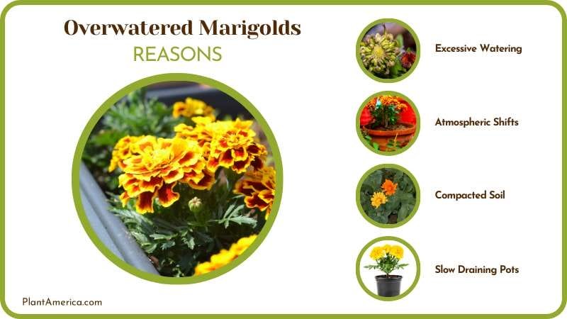 dealing with an Overwatered Marigolds Plant America