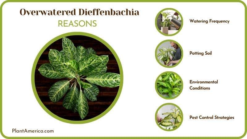 dealing with an overwatered dieffenbachia Plant America dealing with an overwatered dieffenbachia Plant America