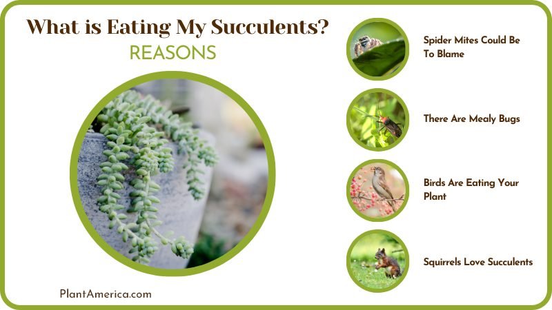 dealing with succulent pests Plant America