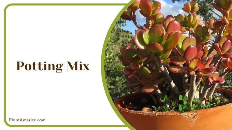 determine the frequency of watering Plant America determine the frequency of watering Plant America