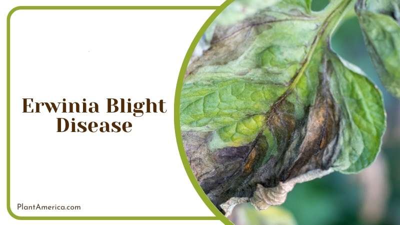 difficult to cure Erwinia Blight Disease Plant America