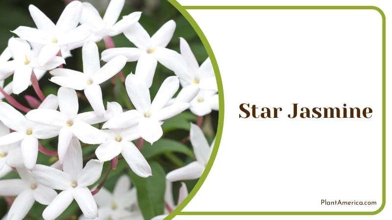 flowering aroma of star jasmine PlantAmerica