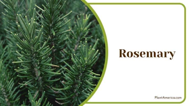 gardeners use Rosemary for slug control PlantAmerica