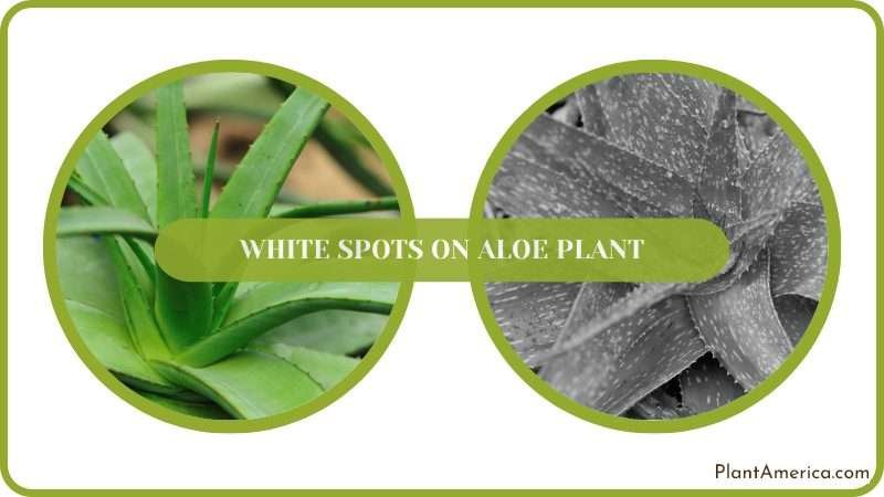 get rid of White Spots on Aloe Plant Plant America get rid of White Spots on Aloe Plant Plant America